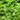 Coriander Leaves