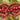 Annatto Seed or Achiote