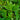 Bay Leaves