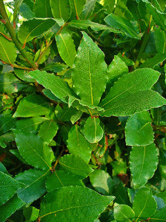 Bay Leaves