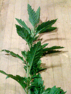 Epazote Mexican Tea