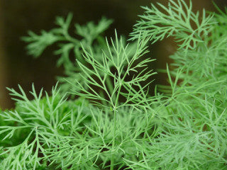 Fresh Dill